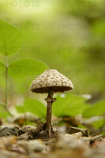 Shaggy Parasol