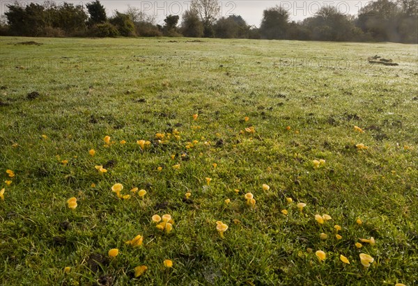 Golden Waxcap