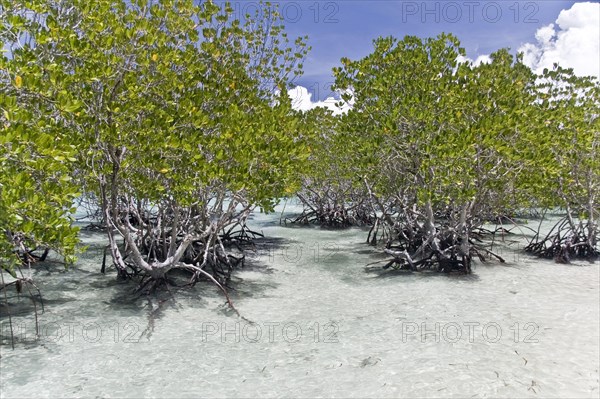 Mangrove