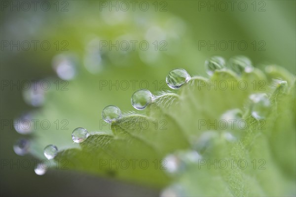 Garden lady's mantle