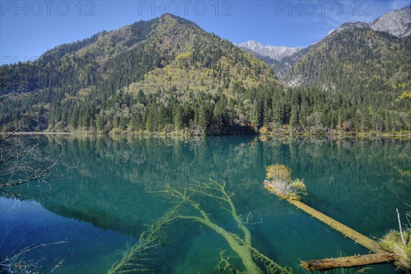 View of submerged tree trunks in a clear lake