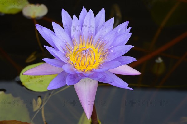 Blue lotus