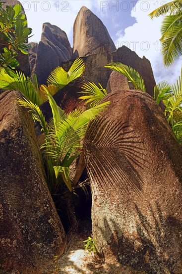 Palm trees and granite rocks on the dream beach Source d'Argent