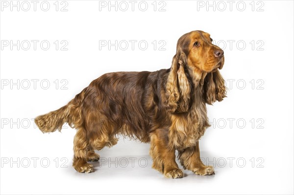 English Cocker Spaniel