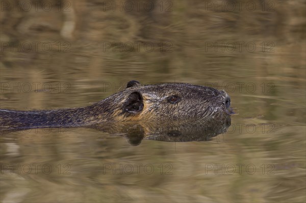 Coypu