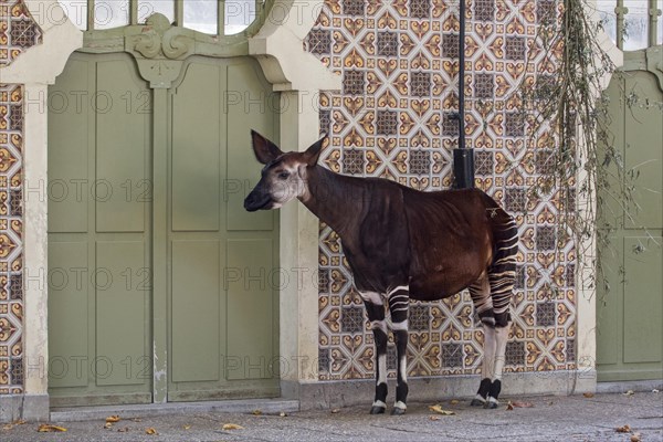 Okapi