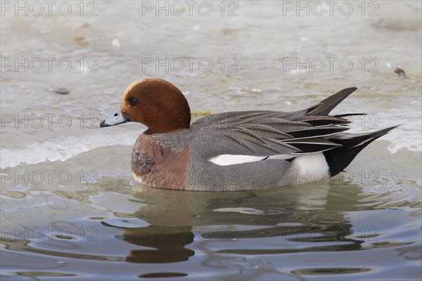 Eurasian wigeon