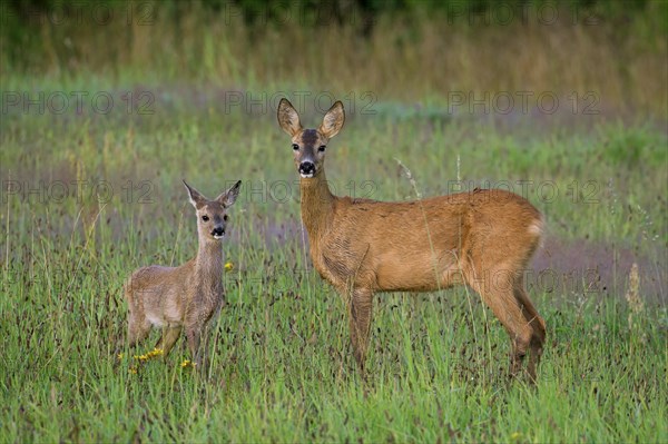 European roe deer