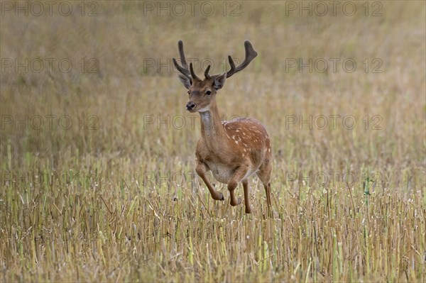 Young fallow deer