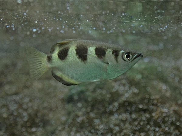 Archerfish