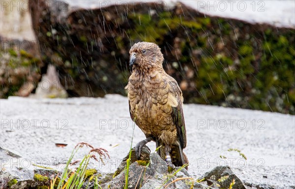 Kea