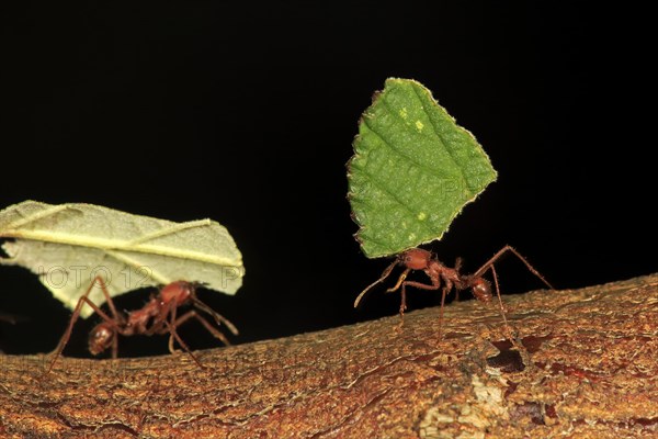 Leafcutter ant