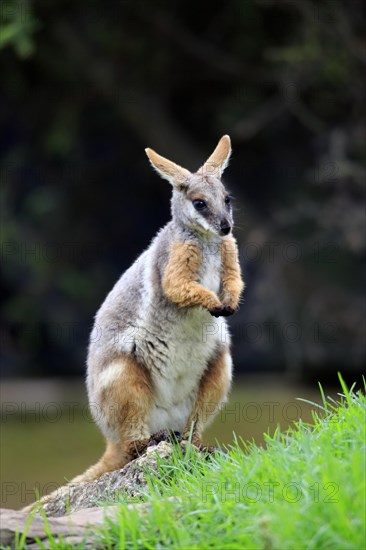 Yellow-footed rock-wallaby