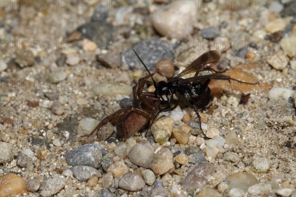 Toenail wasp