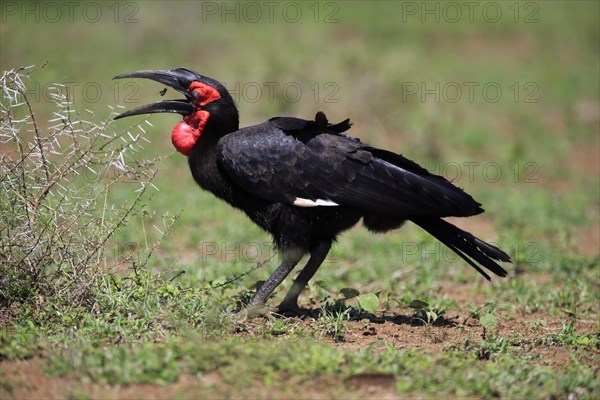 Southern ground hornbill