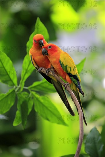 Sun Conure