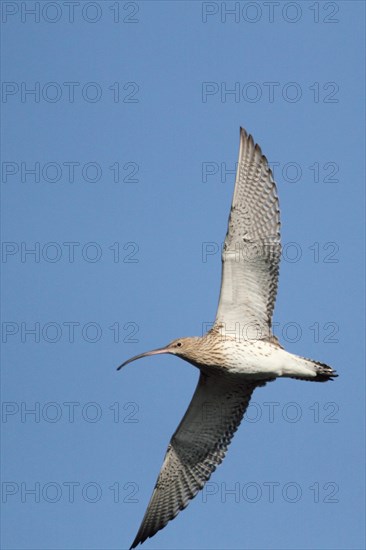 Eurasian Curlew