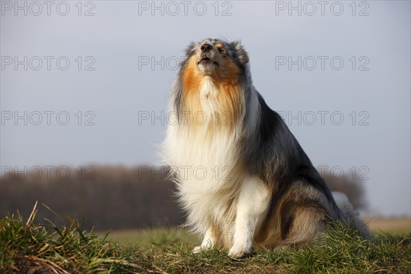 Scottish shepherd dog