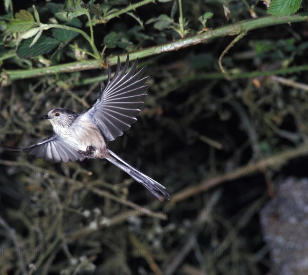 Long-long-tailed tits