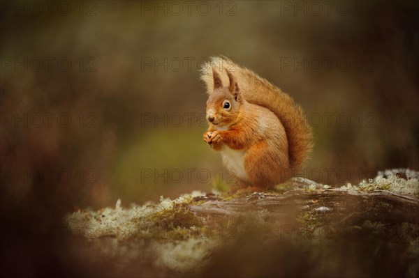 Adult Eurasian red eurasian red squirrel