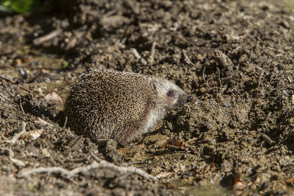 Southern white-breasted hedgehog