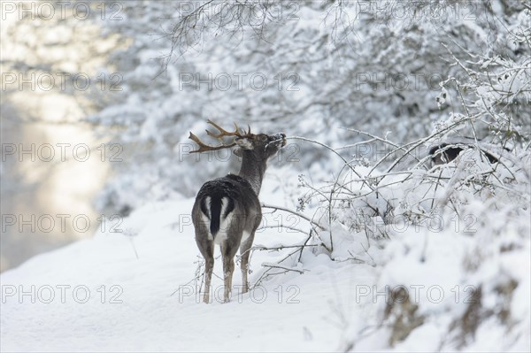 Fallow Deer