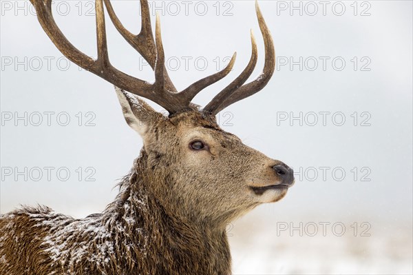 Red deer