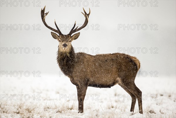 Red deer