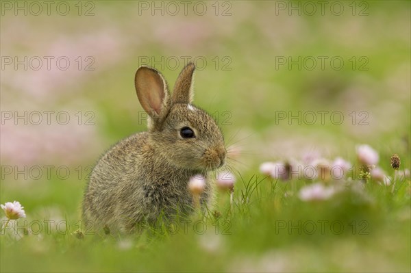 European rabbit