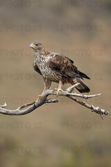 Bonelli's Eagle