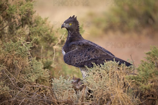 Martial eagle