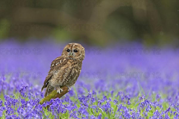 Tawny Owl