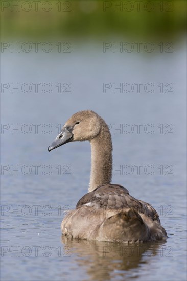 Mute Swan