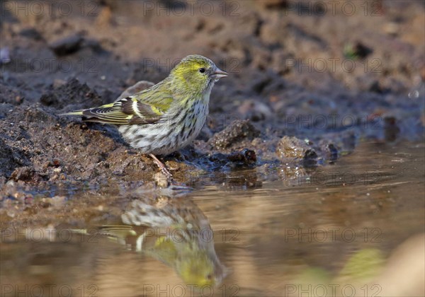 Siskin