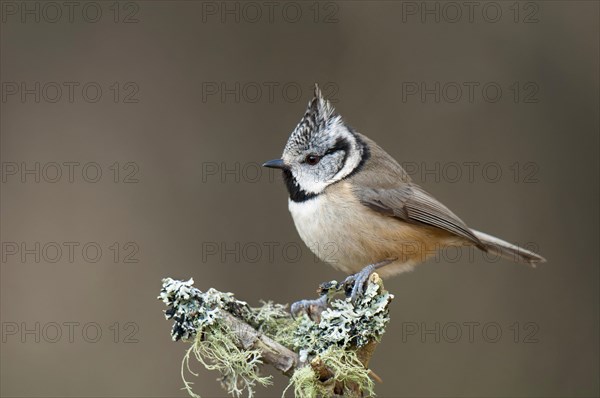 Crested tit