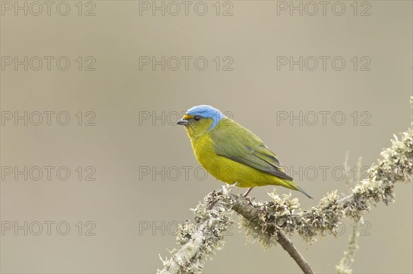 Golden-rumped Euphonia