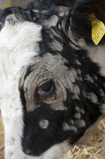 Dairy farming