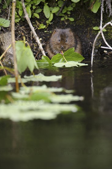 Eastern vole