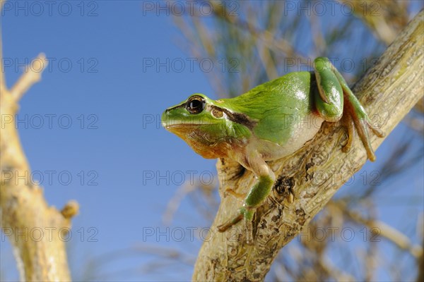 Stripeless Treefrog