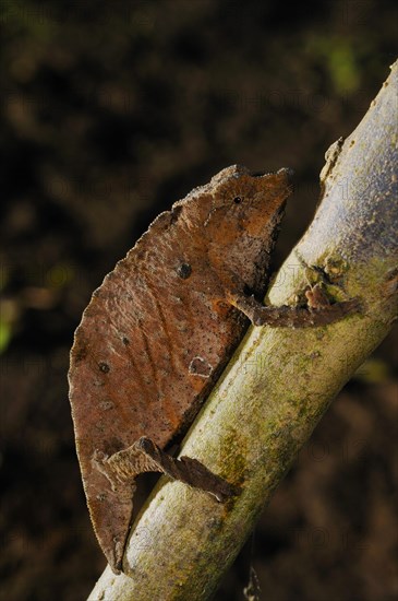 Boulenger's Pygmy Chameleon