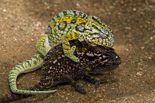 Carpet Chameleon