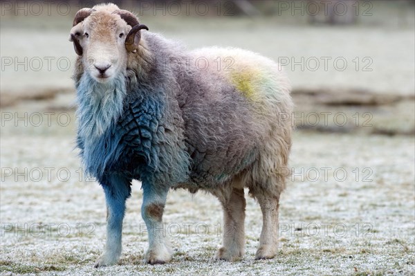 Domestic sheep