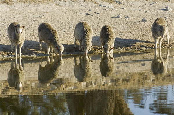 Domestic Merino x Texel lambs drinking from a depleted agricultural reservoir during drought