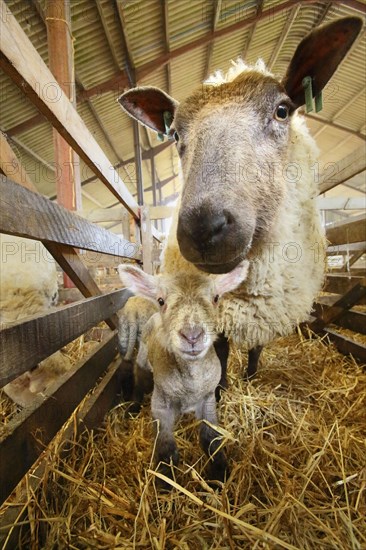 Domestic Sheep