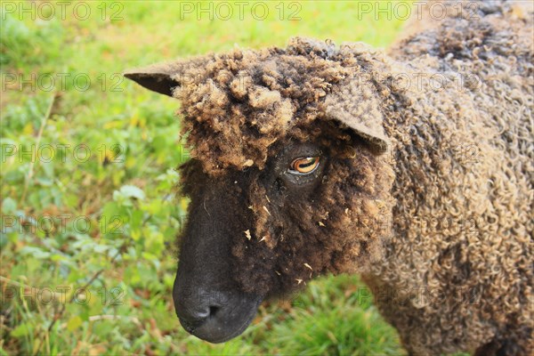 Domestic Sheep