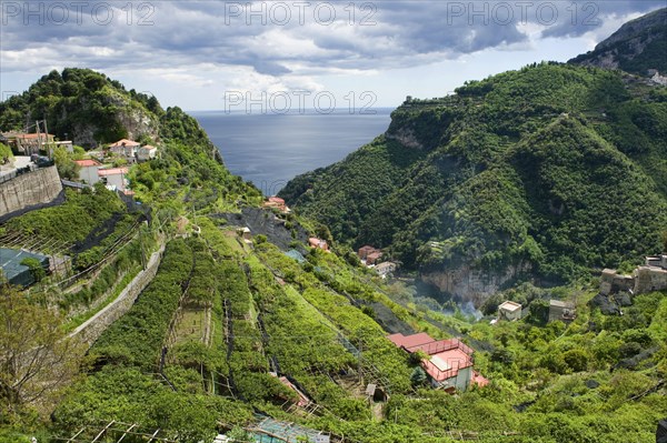 Lemon groves with some trees protected with nets against excessive sunlight and sunburn