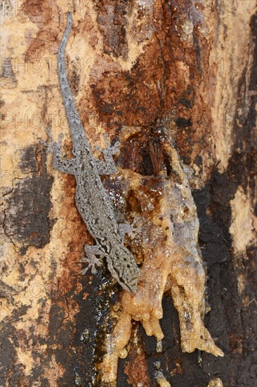 Large African House Gecko