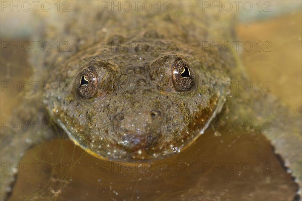 Yellow-bellied toad