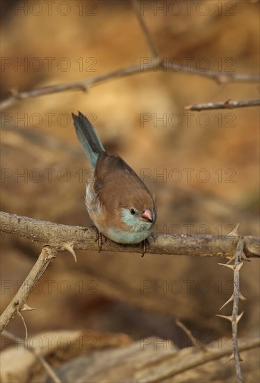 Red-cheeked Cordon-bleu