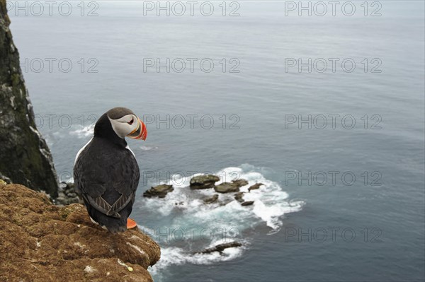 Puffin